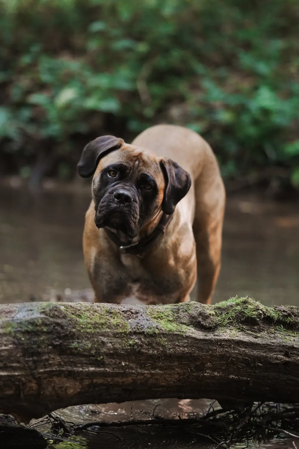 Therapiehundeausbildung